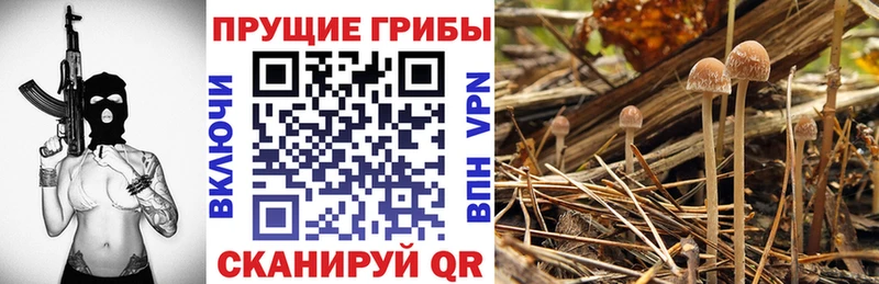 Галлюциногенные грибы GOLDEN TEACHER  как найти закладки  кракен как зайти  Вязьма 