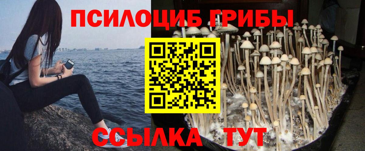 Псилоцибиновые грибы Psilocybine cubensis Вязьма